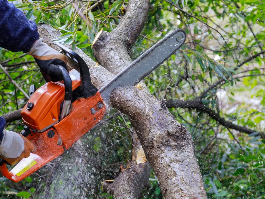 Tree Surgeons at work in Cornwall